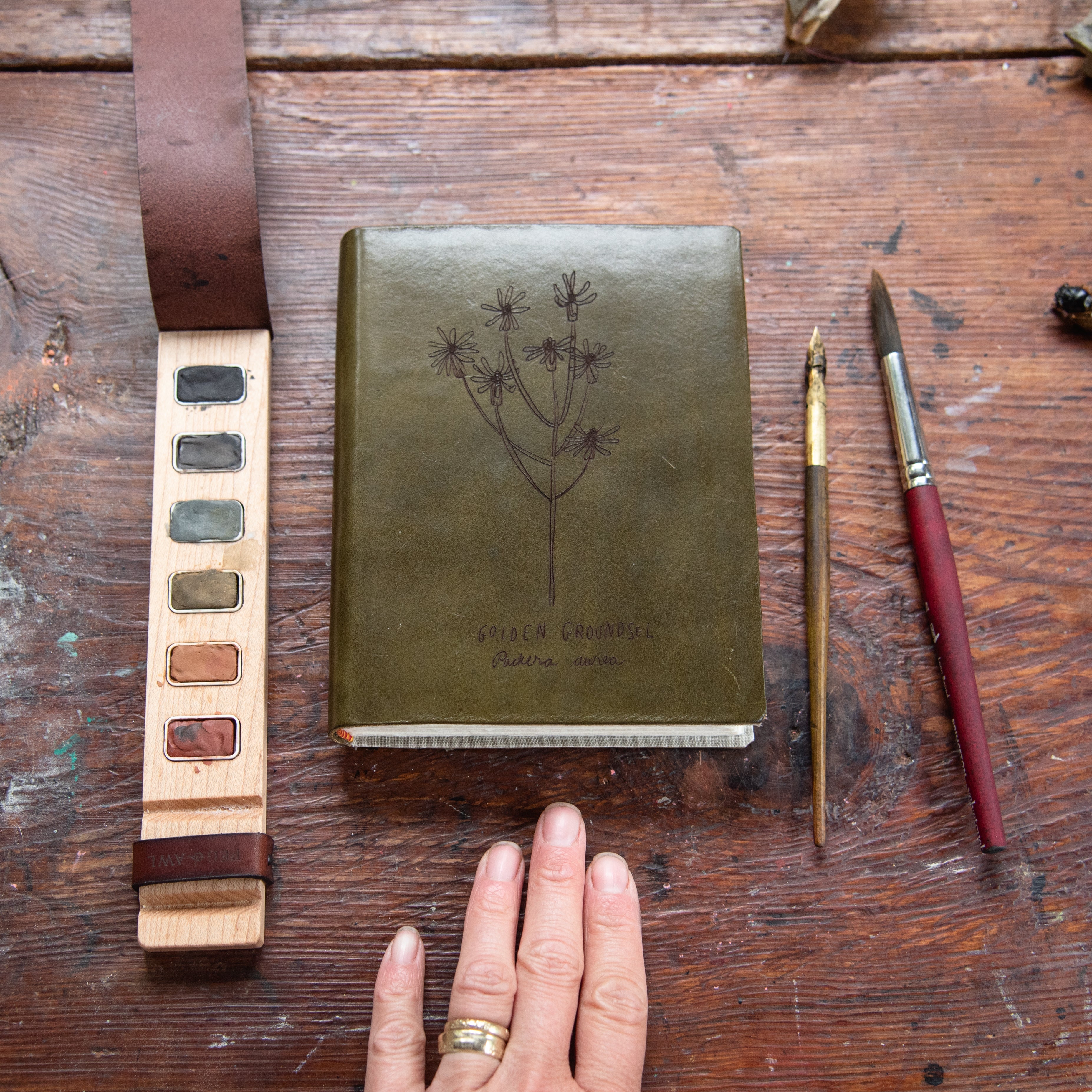 /Size|Engraving-Standard|Golden Groundsel