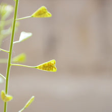 Shepherd’s Purse Botanical Necklace