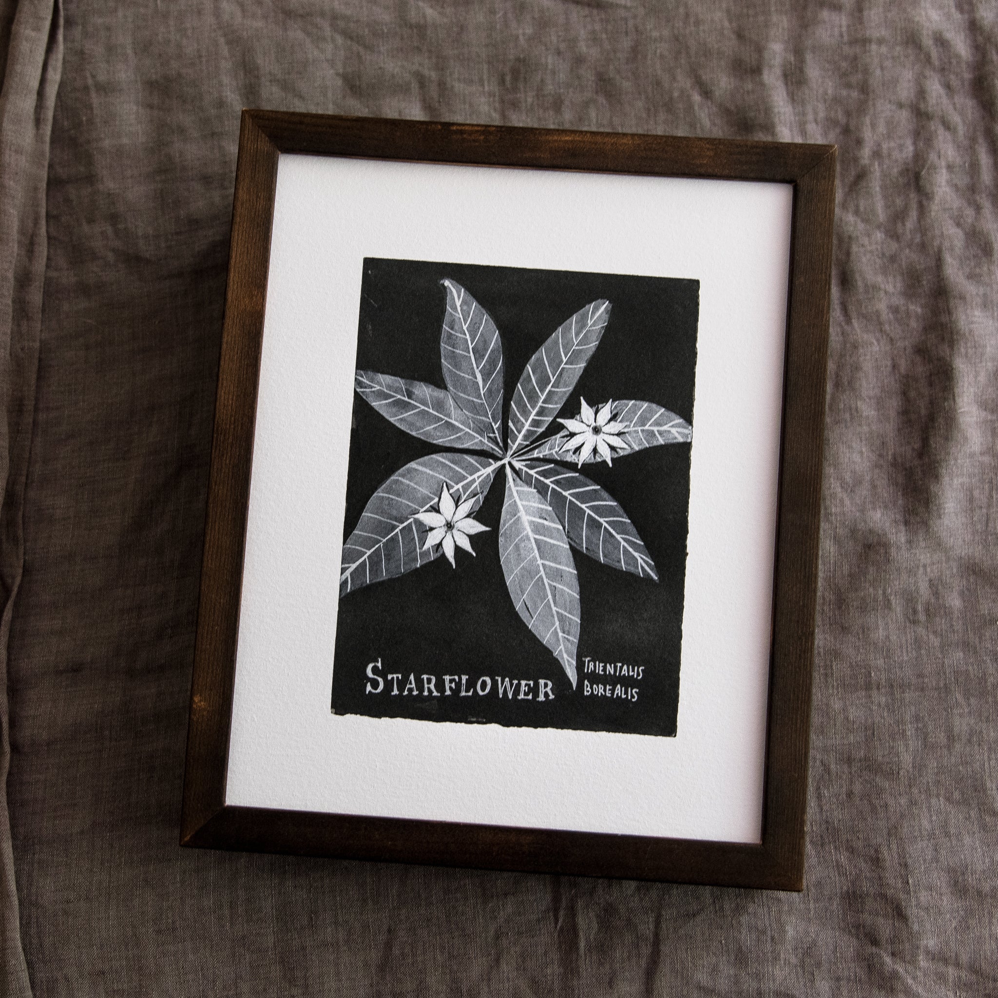 Botanical Art Print: Starflower