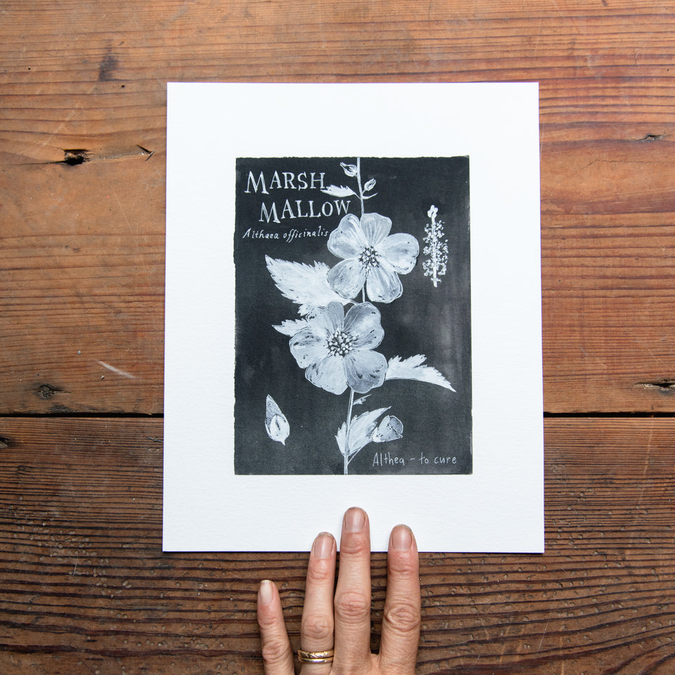 Botanical Art Print: Marshmallow