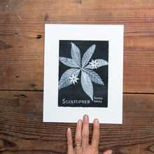 Botanical Art Print: Starflower