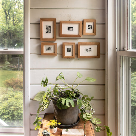 “Blue Cohosh Emerging” Tetra Pak Print