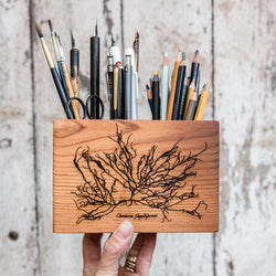 Anna Atkins Medium Desk Caddy: Chordaria flagelliformis