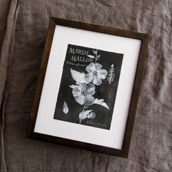 Botanical Art Print: Marshmallow