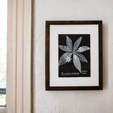 Botanical Art Print: Starflower