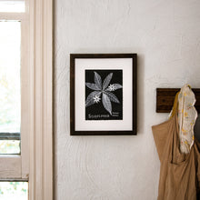 Botanical Art Print: Starflower
