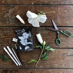 Botanical Art Print: Marshmallow