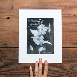 Botanical Art Print: Marshmallow